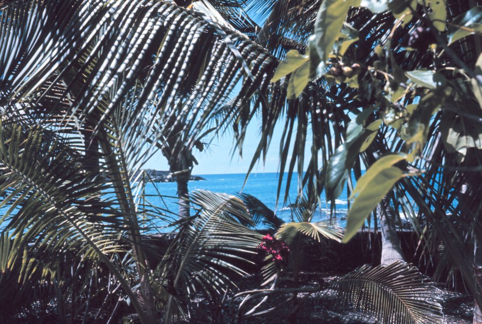  A view towards the deep blue sea through Hawaiian flora. 