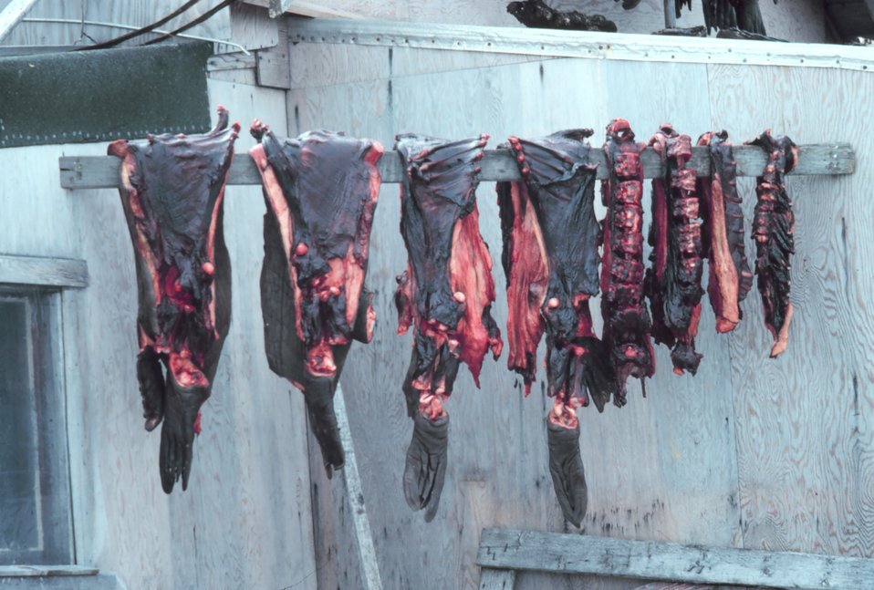  Drying seal meat. 