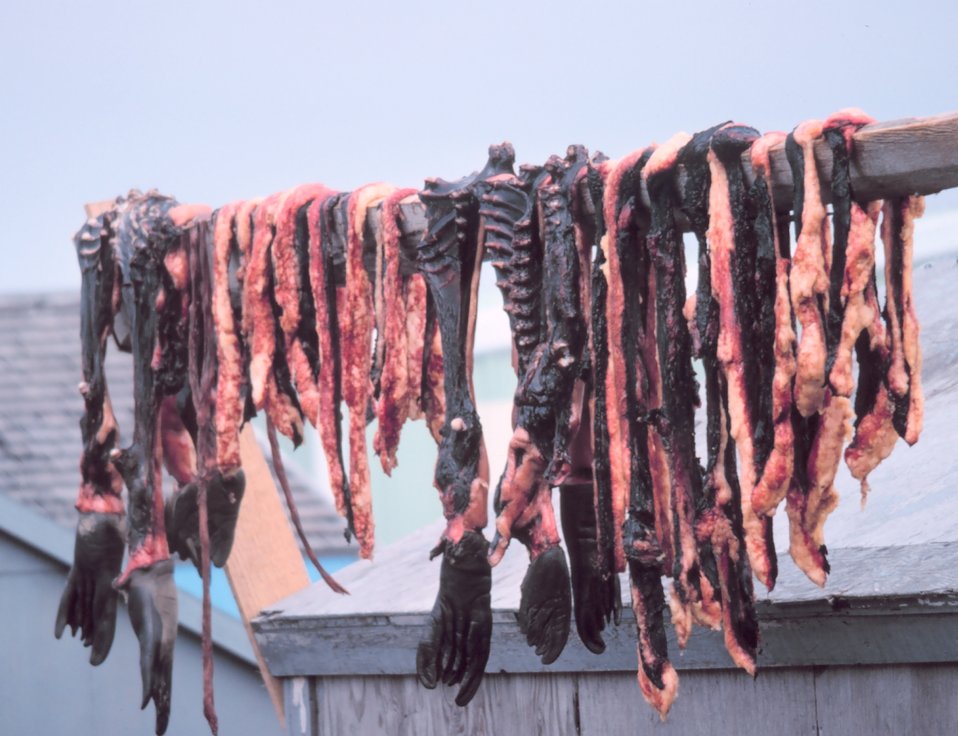  Drying seal meat. 