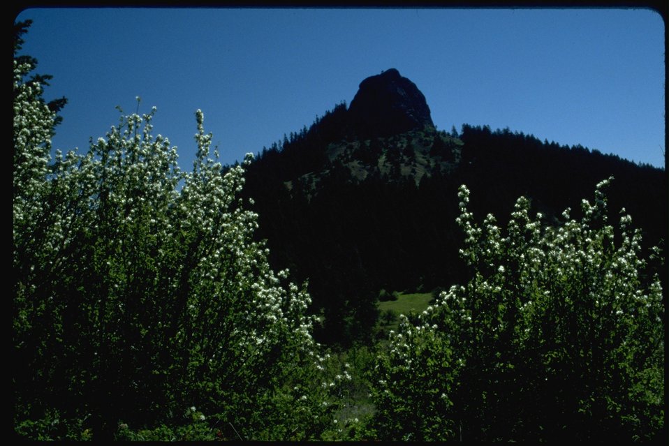 Medium shot of Service Berry in foreground and Pilot Rock in background.