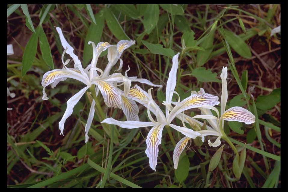 Yellow-leaved Iris, also called the Wild Iris, (Iris chrysophylla) near Highway 227 west of Trail, OR.