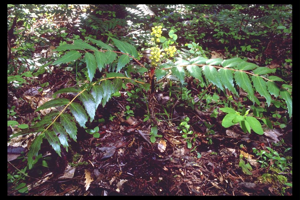 Dwarf Oregon Grape (Berberis nervosa) near Lost Creek Lake.