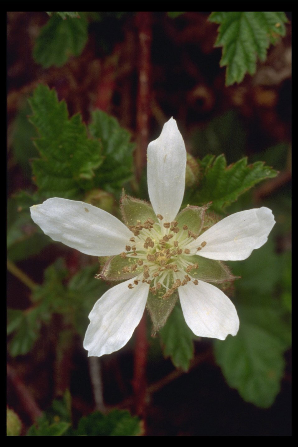 Wild Blackberry (Rubus ursinus) along the West Fork Evans Creek.