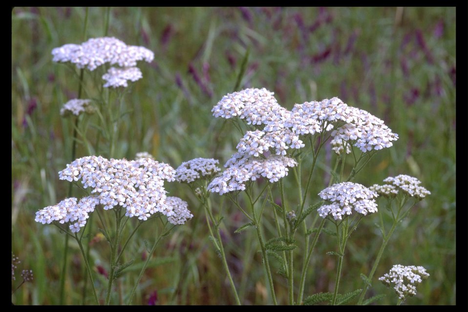 Common Yarrow (Achillea millefolium) found at Lower Table Rock.