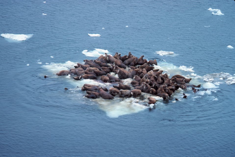  Walrus  - Odobenus rosmarus divergens - hauled out on Bering Sea ice. 