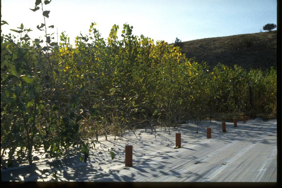 Cottonwood plantation near Clarno Road. Ground cloth under trees.