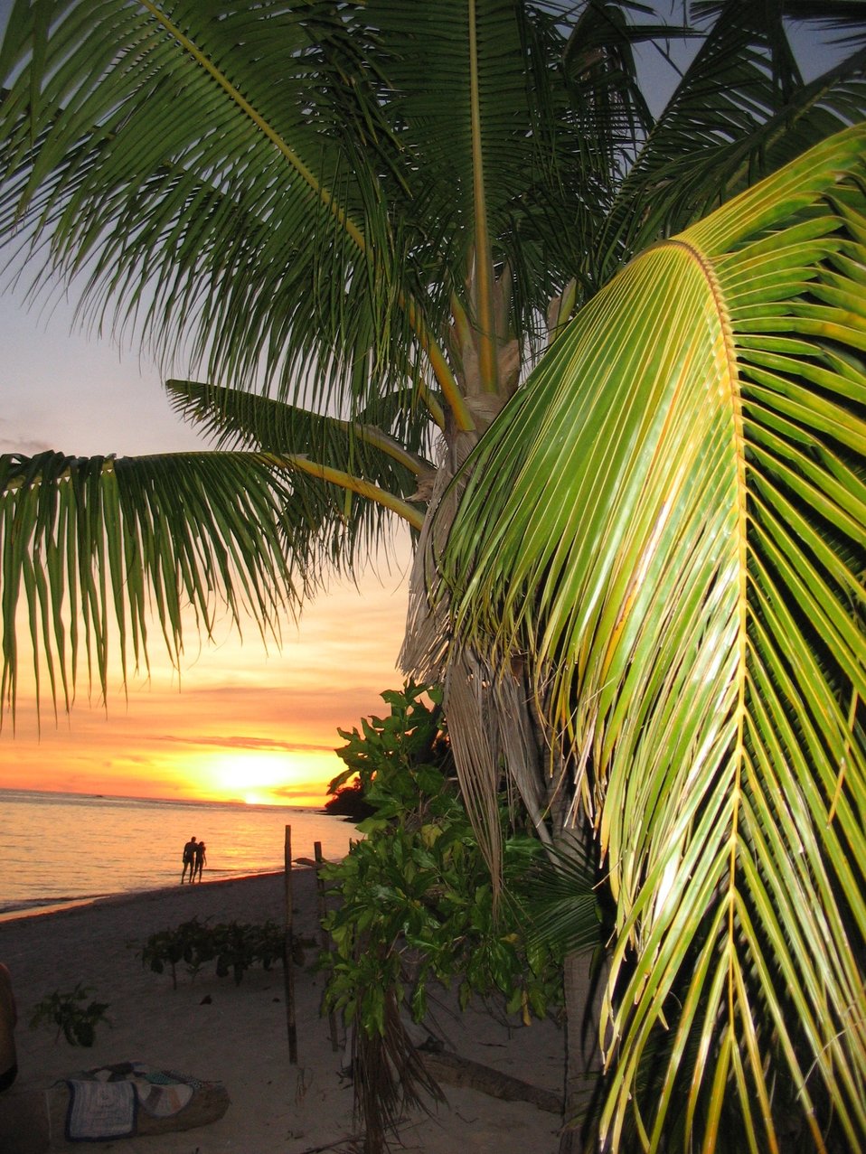  Palm fronds and a couple strolling in the water highlighted by a tropical sunset. 