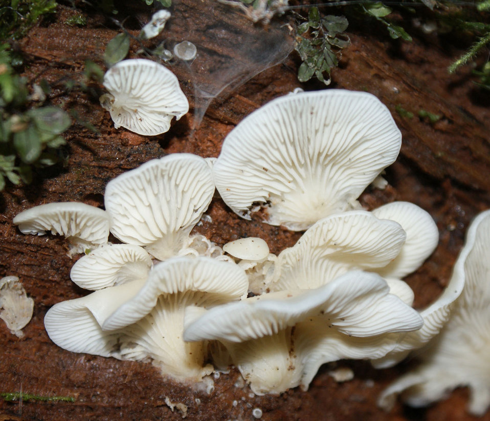 White fungi