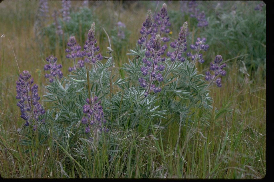 Lupinus Sulphureus