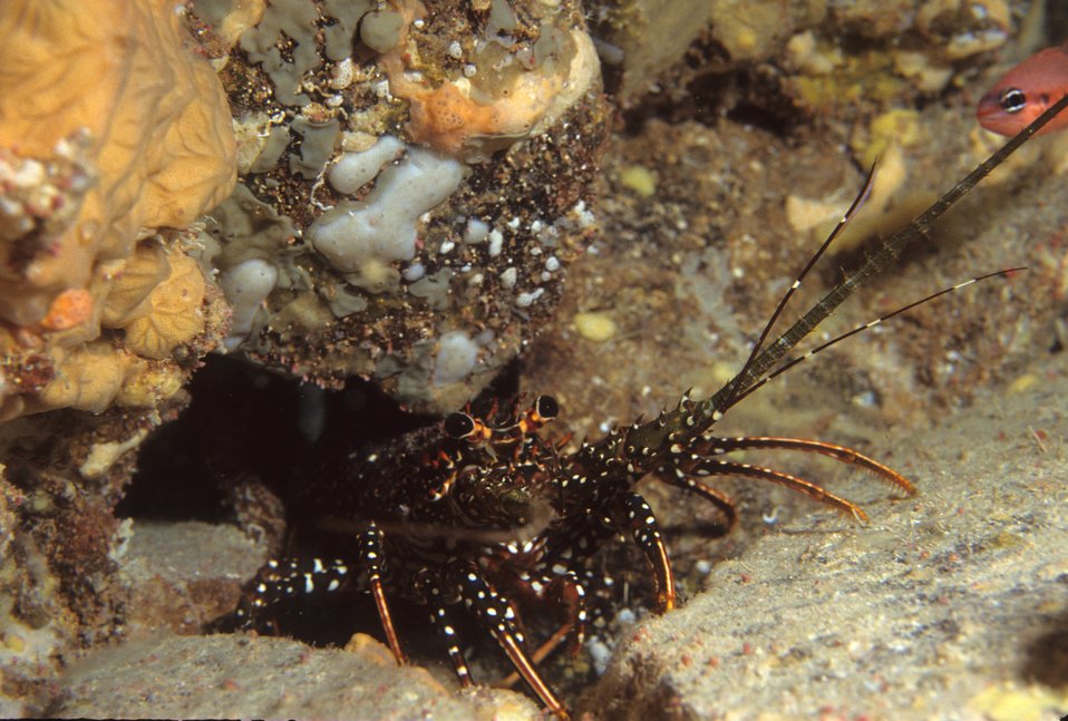  Spiny lobster (Panilurus argus) 
