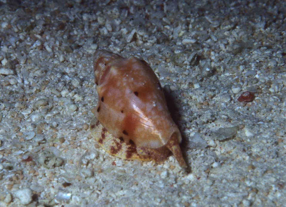  One Tree Reef. Snail with extended feeding proscis and radula. 