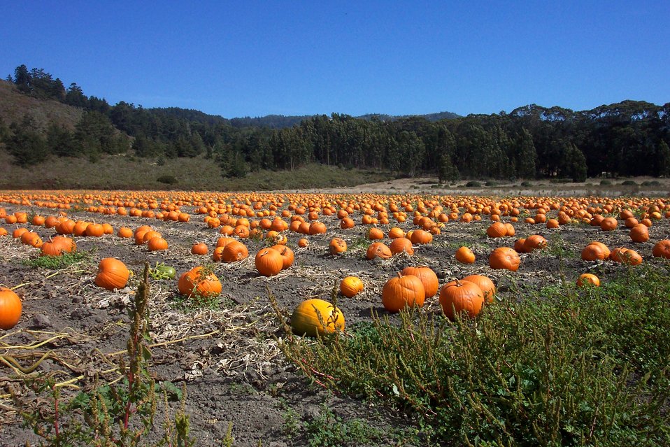  A pumpkin patch along Highway 1 north of Davenport. 