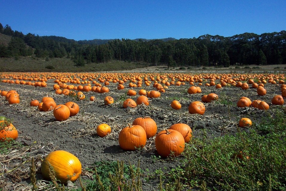  A pumpkin patch along Highway 1 north of Davenport. 