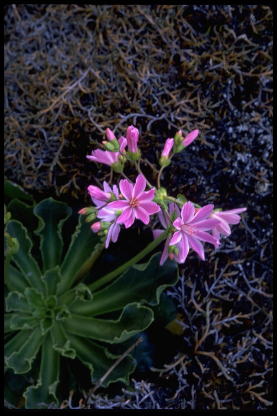 Medium shot of imperial lewisia (Lewisia cotyledon var. howellii).