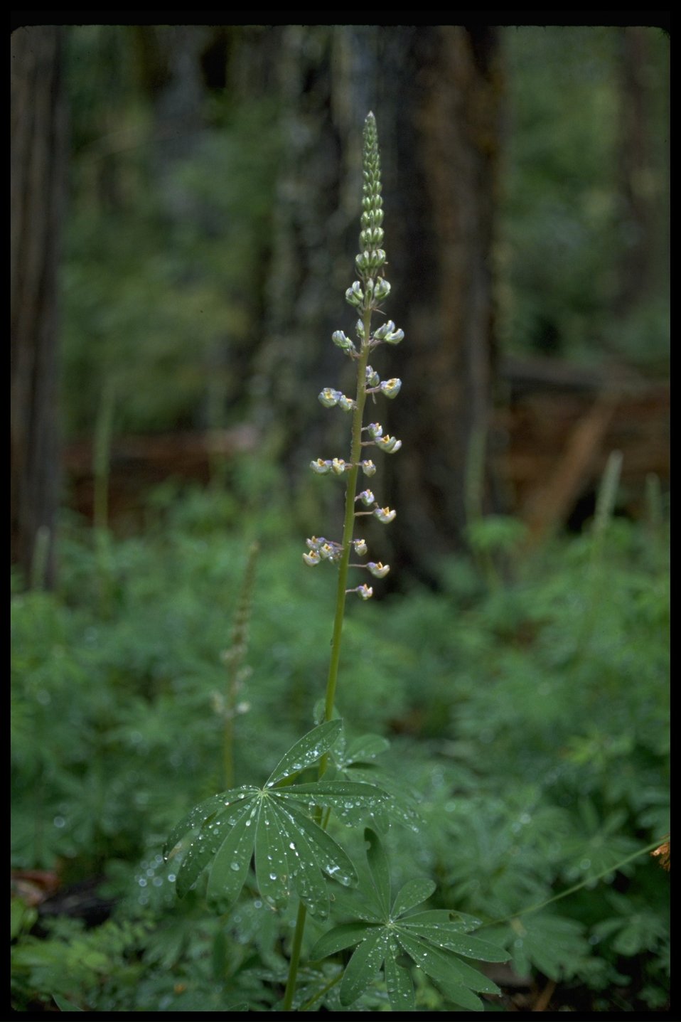 Medium shot of Kincaid's lupine (Lupinus sulphureus ssp. kincaidii).