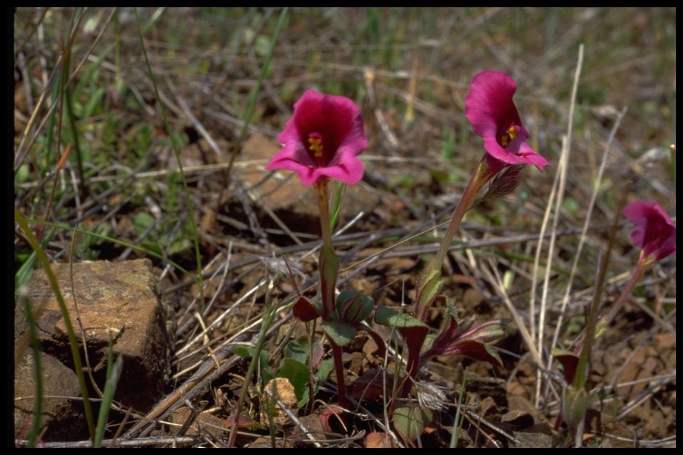 Medium shot of Kellogg's monkey flower (Mimulus kelloggii).