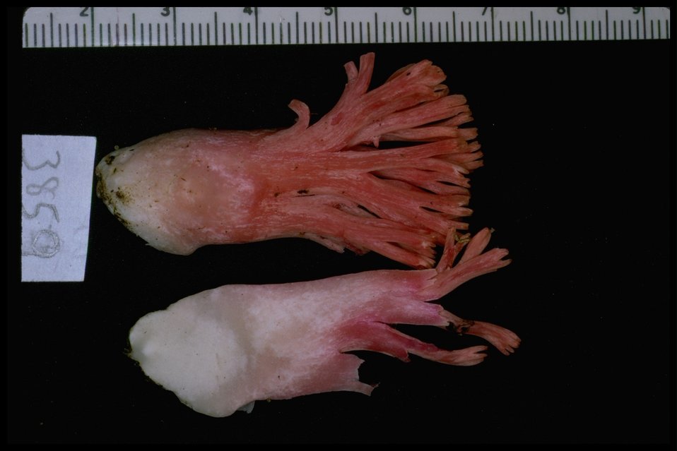 Medium shot of coral mushroom (Ramaria stuntzii).