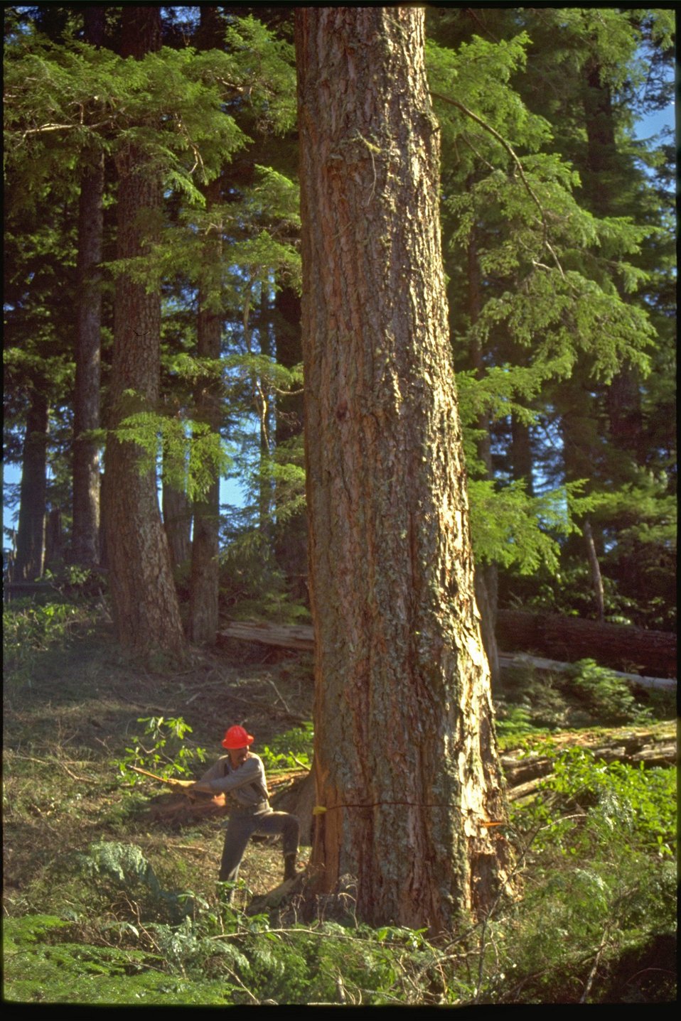 Logger in the process of falling a tree.