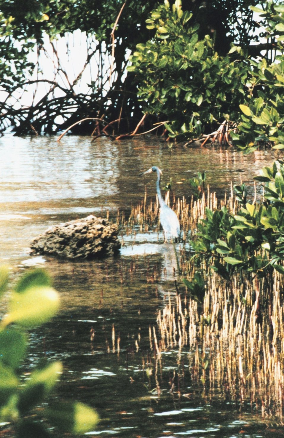  A Great Blue Heron waits patiently for dinner along a mangrove shoreline. 
