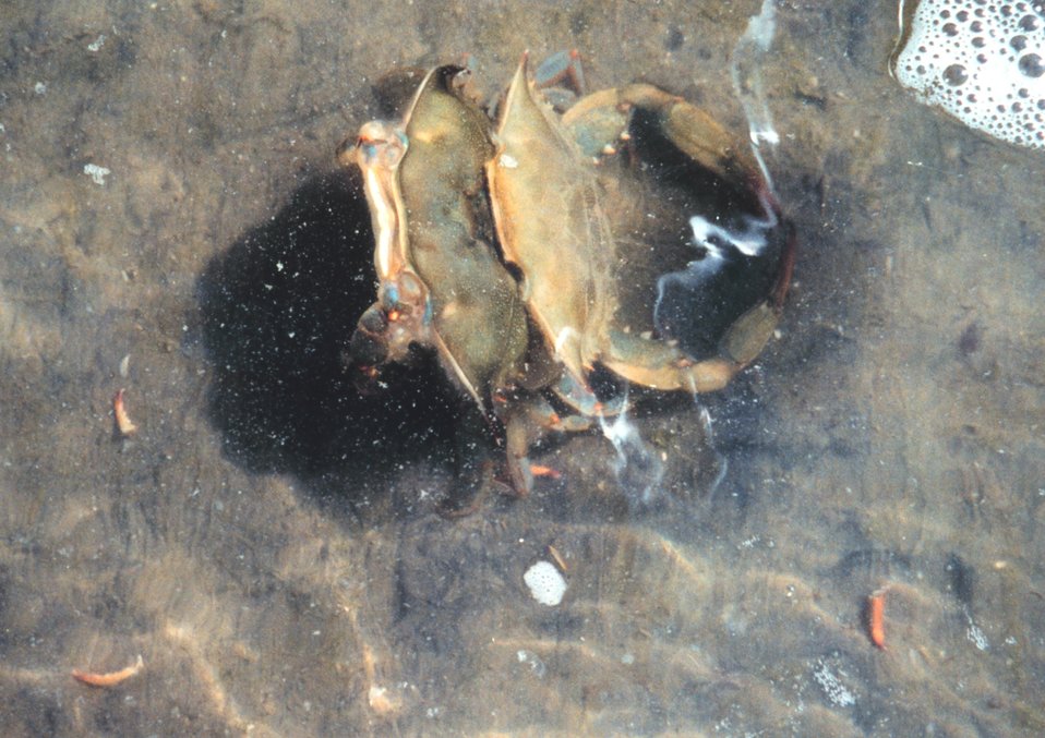  Photo #5 of 8.  Having reached the 'buster' molt stage, a Maryland blue crab , Callinectes sapidus, sheds its shell.  The genus and species mean tasty beautiful swimmer. 