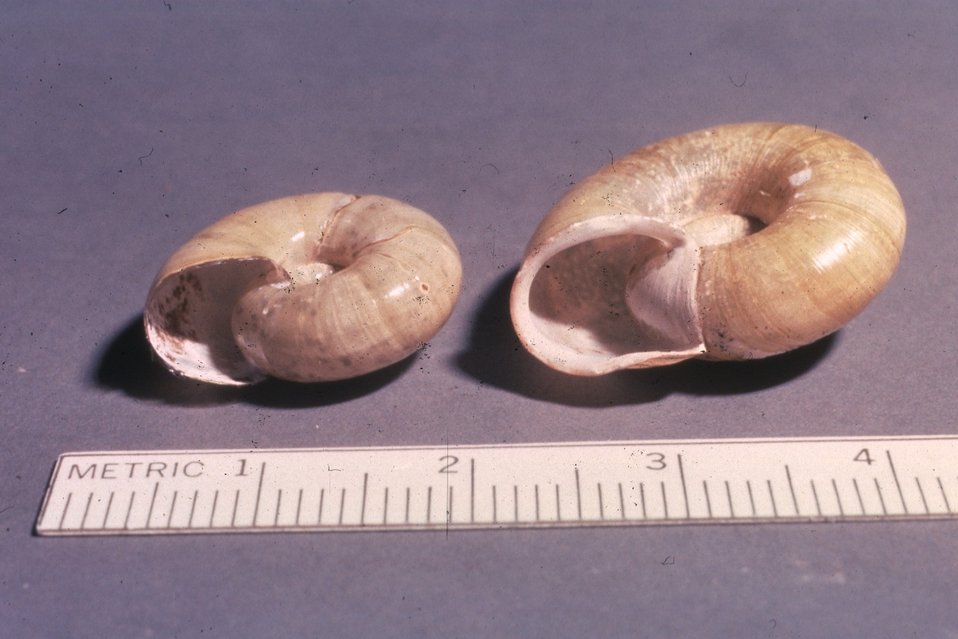 On the right, is a Robust Lancetooth (Haplotrema vancouverense) which is not a survey and manage species.  On the left is theOregon Megophix (Megomphix hemphilli).