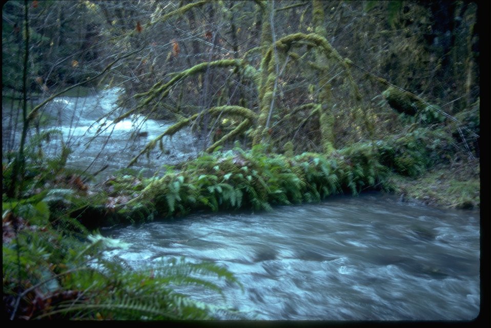 Instream structure (weir) in stream of Western Oregon.