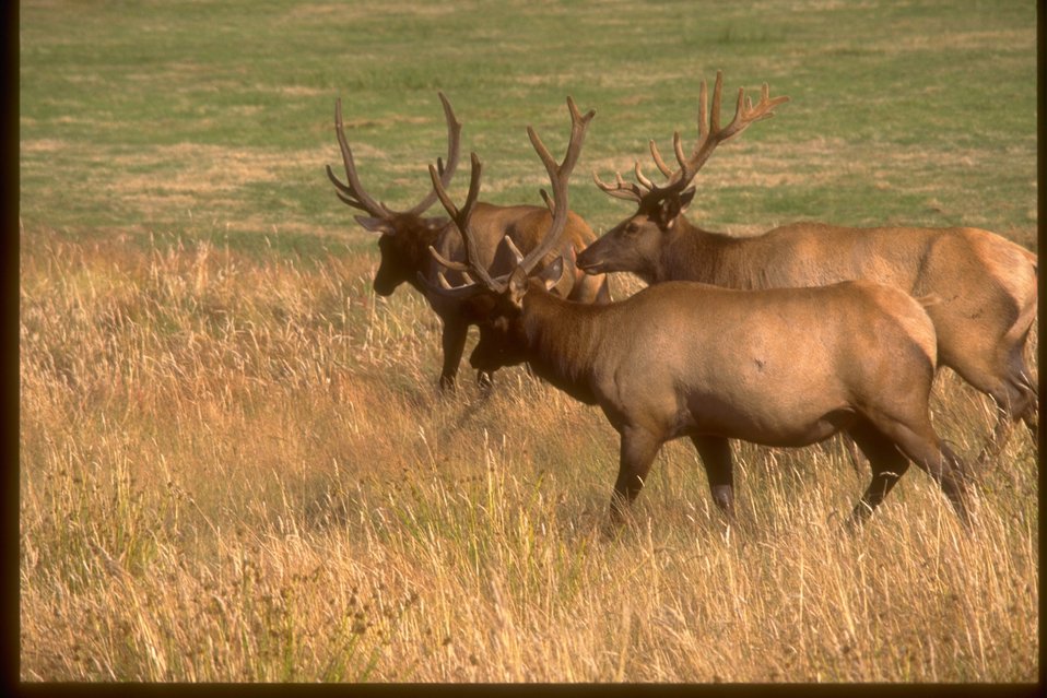 Deen Creek Elk.