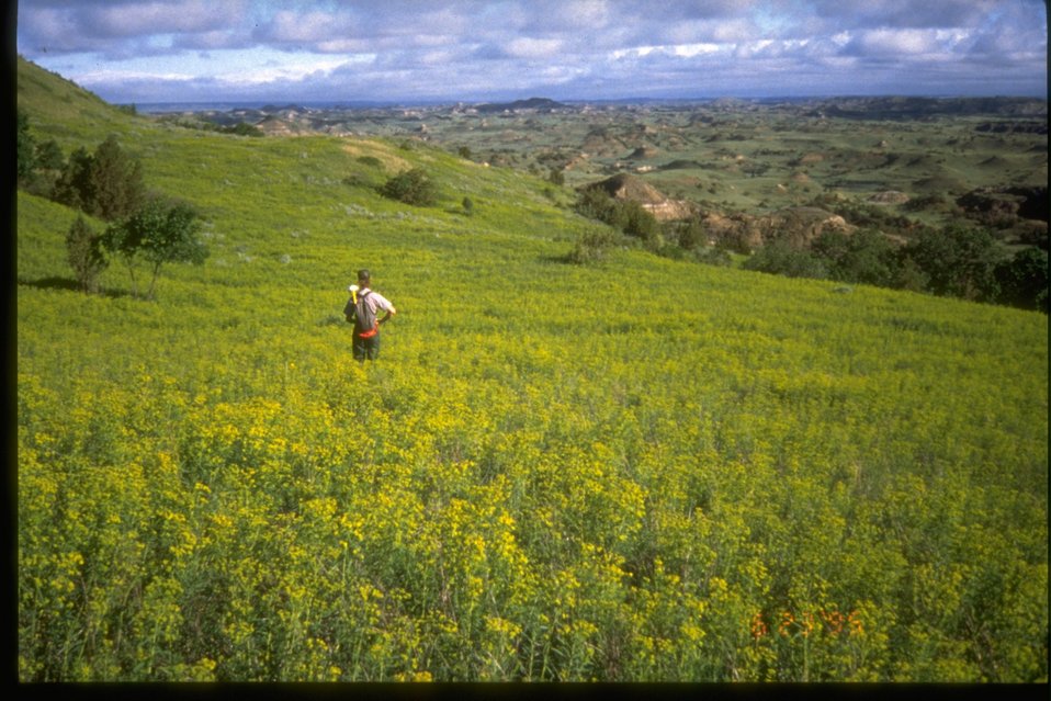 Expanse of leafy spurge in the Roosevelt National Park.
