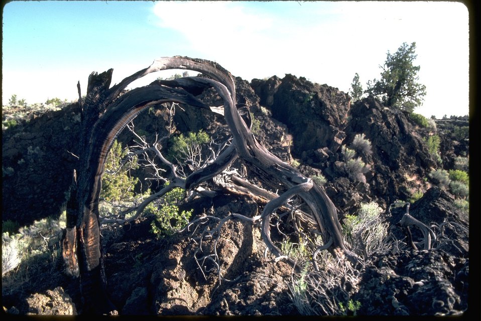 A twisted Juniper in lava rock at Squaw Ridge Lava Bed Wilderness Study Area.  OR 1-3.