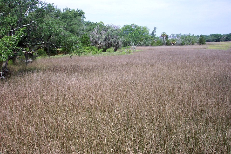  The edge of the salt marsh meeting oak and other higher ground flora on Daniel Island. 