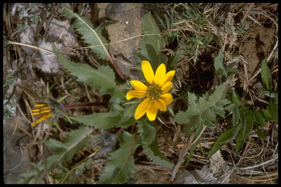 Public Domain Picture | Medium shot of Serrate Balsom habitat. | ID ...